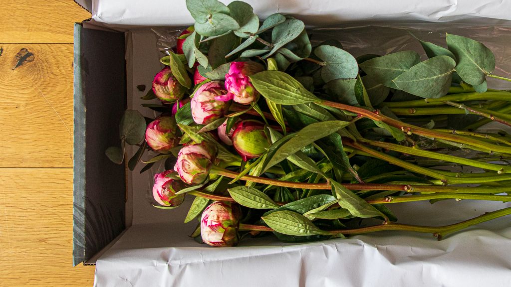 Arena Flowers Peonies